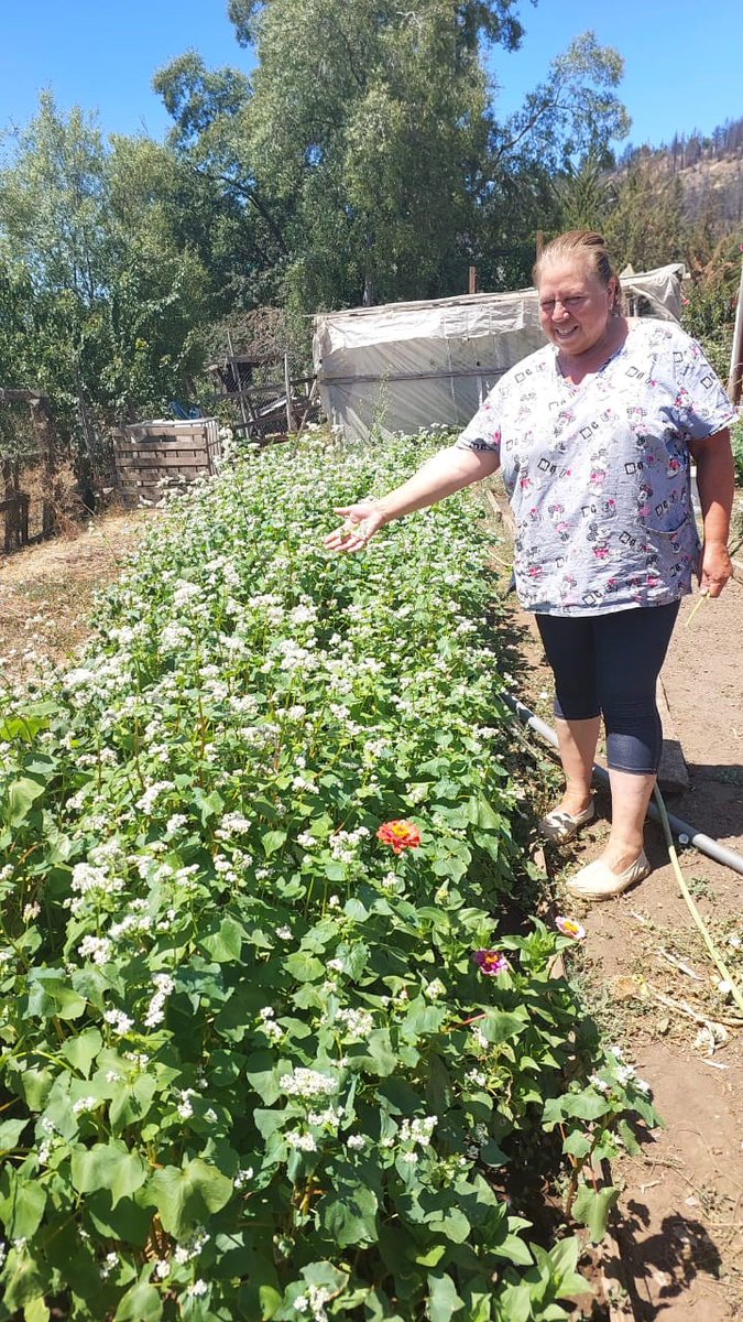 En Cerro Parra en Yumbel, la Apicultora, Sra Doris plantó trigo serraceno (Alforfón) para alimentar sus abejas complementando la floración de sus arboles nativos para producir la mejor miel con abejas sanas y bien alimentadas. Flora Melífera <a href="/gorebiobio/">Gobierno Regional del Biobío</a> <a href="/INFOR_Minagri/">Instituto Forestal</a>