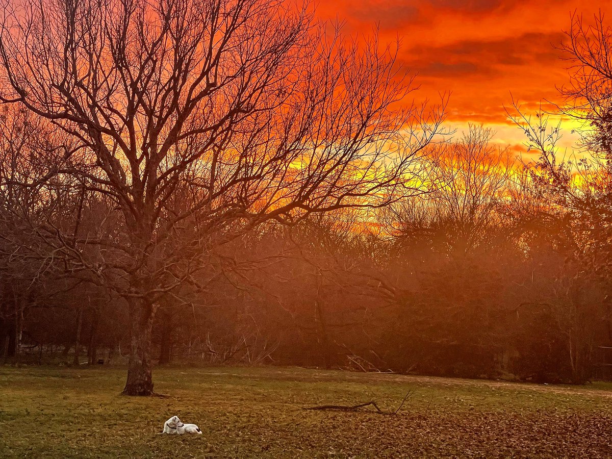 7AlanNelson's tweet photo. Jeep (the magic dog) & sunrise. #fracturedmultiverse #atomschatting #photonphysics #art #photography https://t.co/nqWSZPRwaC