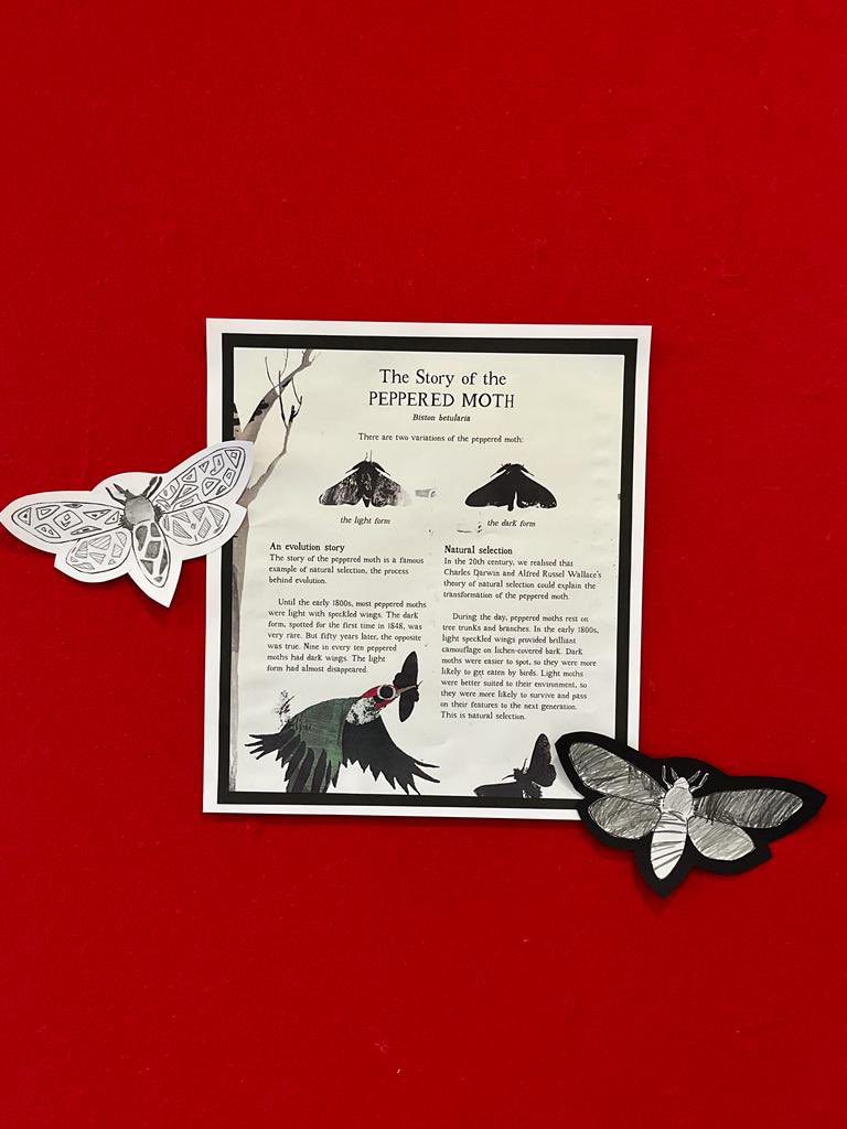 gfprimarycov's tweet photo. Year 6 have been learning about the amazing speckled moth as part of their evolution topic. Using Isabel Thomas’ stunning book ‘Moth’, they sketched their own moth, using a variety of patterns and exploring line and tone. Stunning #gfdoart #gfscience #gfyear6 @isabelwriting https://t.co/CUVW8YU9q0
