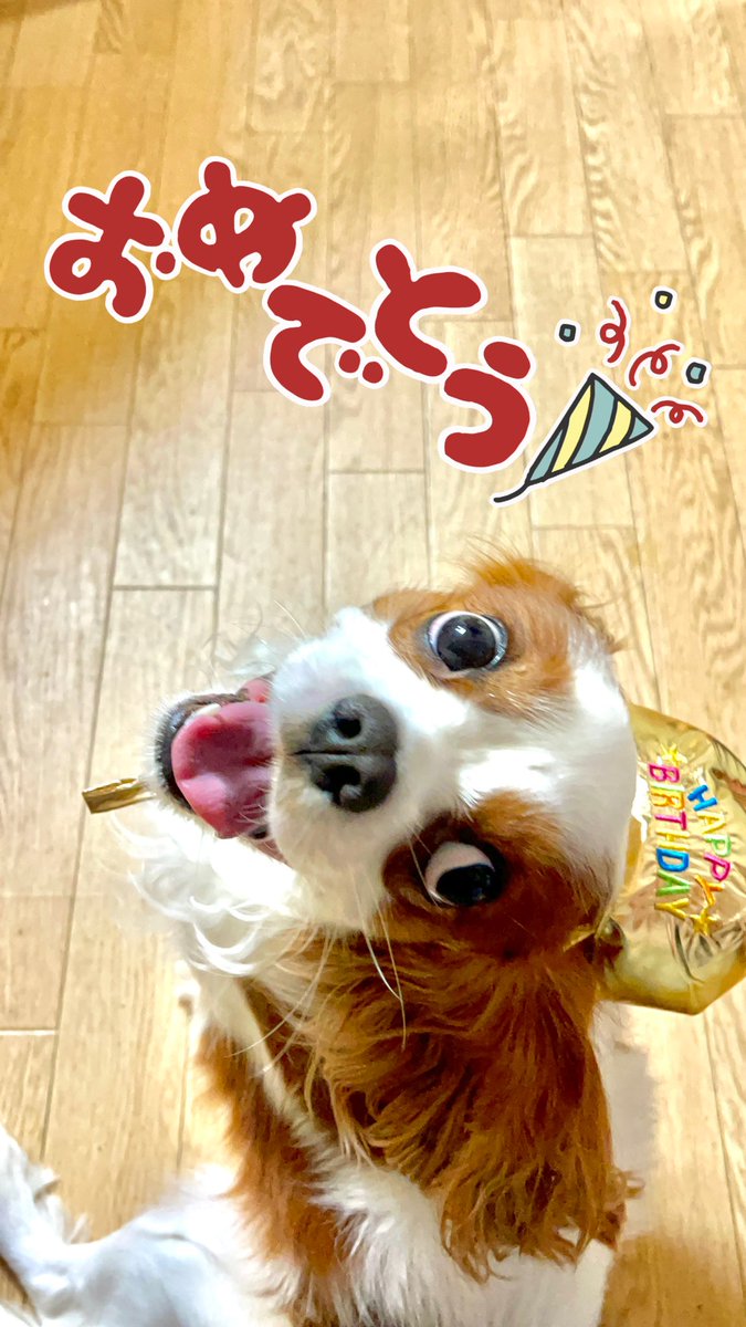 KOTARO202001's tweet photo. 今日は小太郎の３歳のお誕生日でした🎉🎊🎂 https://t.co/QNUV0GqwwB