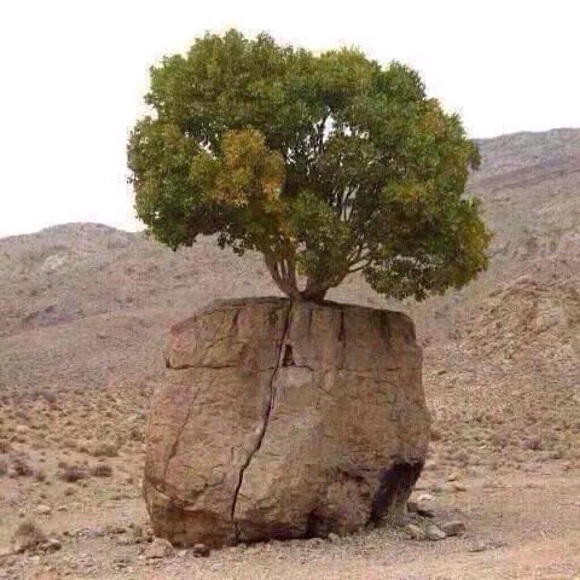 جماليات tweet media