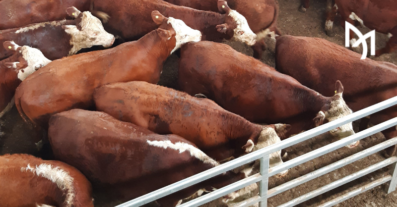 ajmendizabal's tweet photo. Miércoles en el MAG Mercado Agroganadero de Cañuelas. https://t.co/2jgpLCXJmF