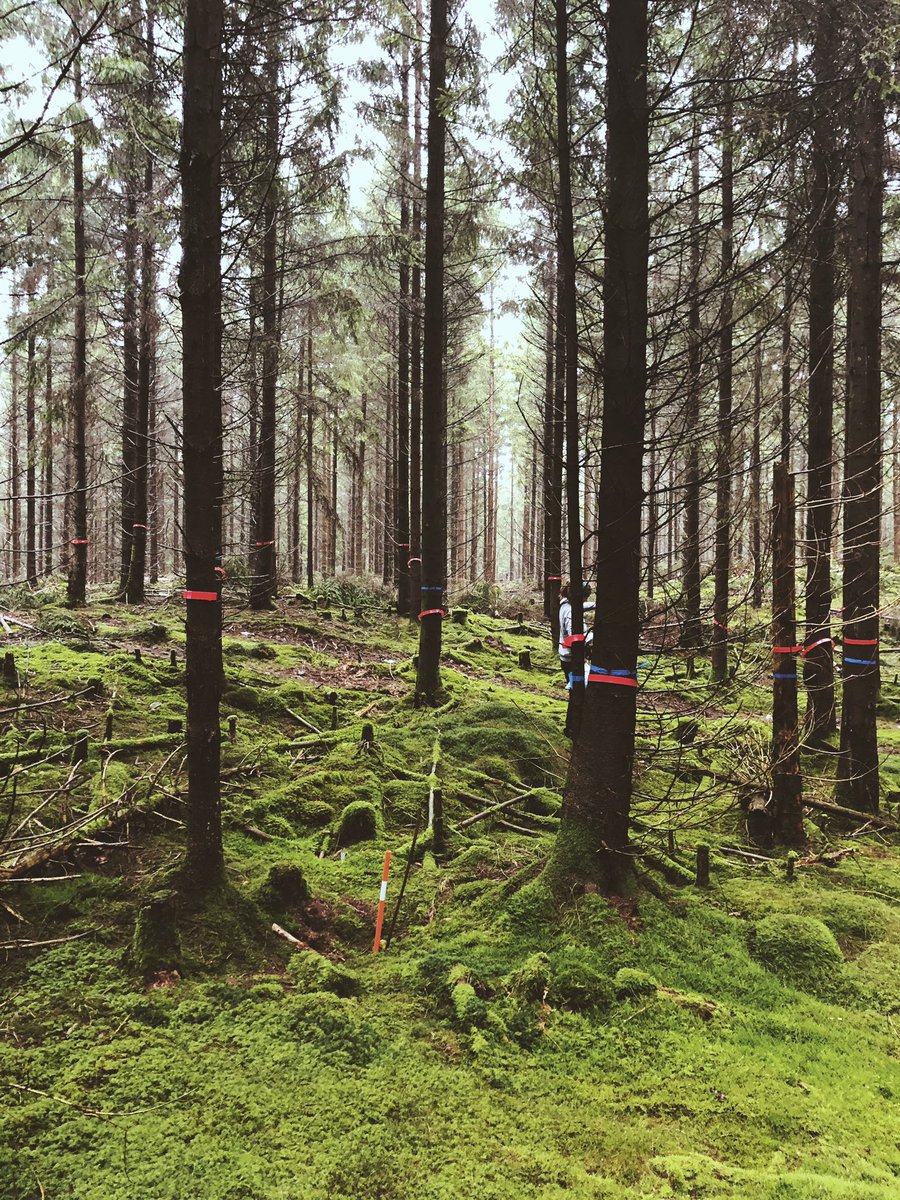 JoaannaEaton's tweet photo. Marking of new SP trees, can you count how many trees we have marked? 🌲🌲🌲 #fieldphoto https://t.co/wgCXDhi0ML