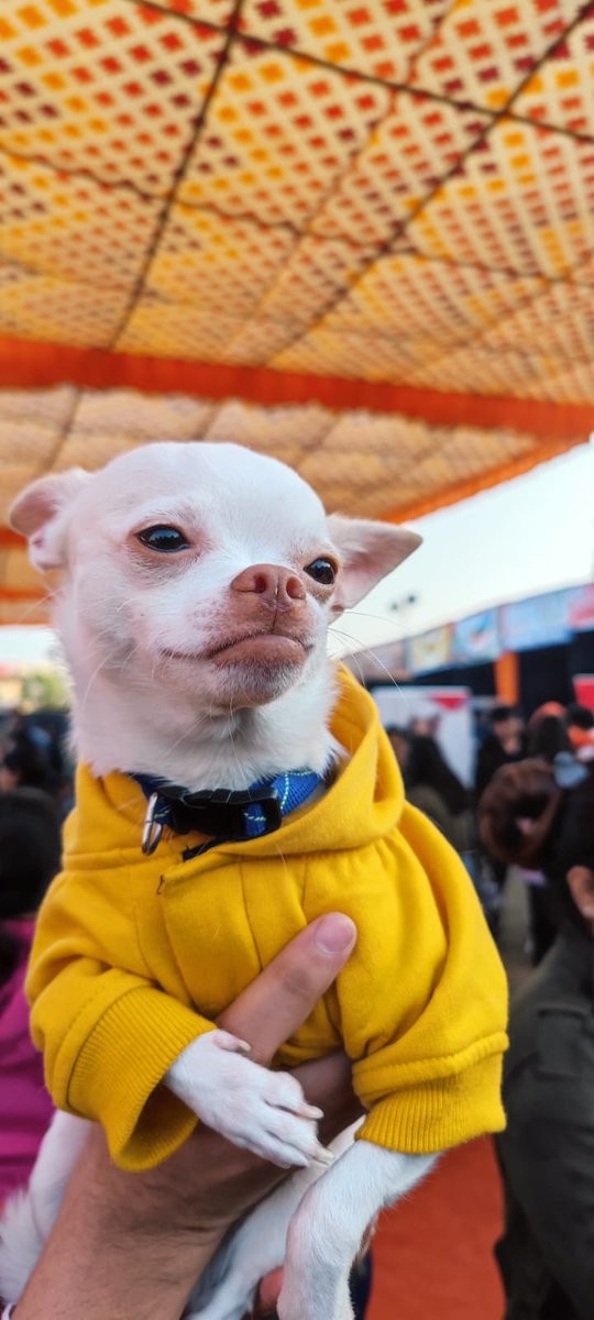 JanuaryOfJaipur's tweet photo. ~ Events in #JanuaryofJaipur ~
Glimpses of the spectacular #JaipurDogShow
.
.
.
#Dogs #January #DogShow #Jaipur #EventsinJaipur https://t.co/a5O2RhYPOB