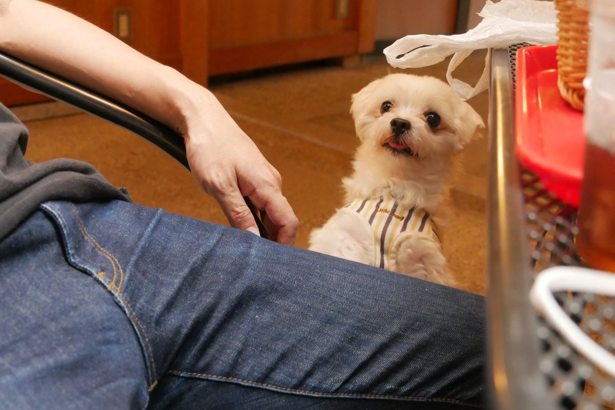 kanaripage's tweet photo. 犬は良き友であり、心の拠り所です。本当に存在には感謝しかない。 https://t.co/2j6xy8zrmg