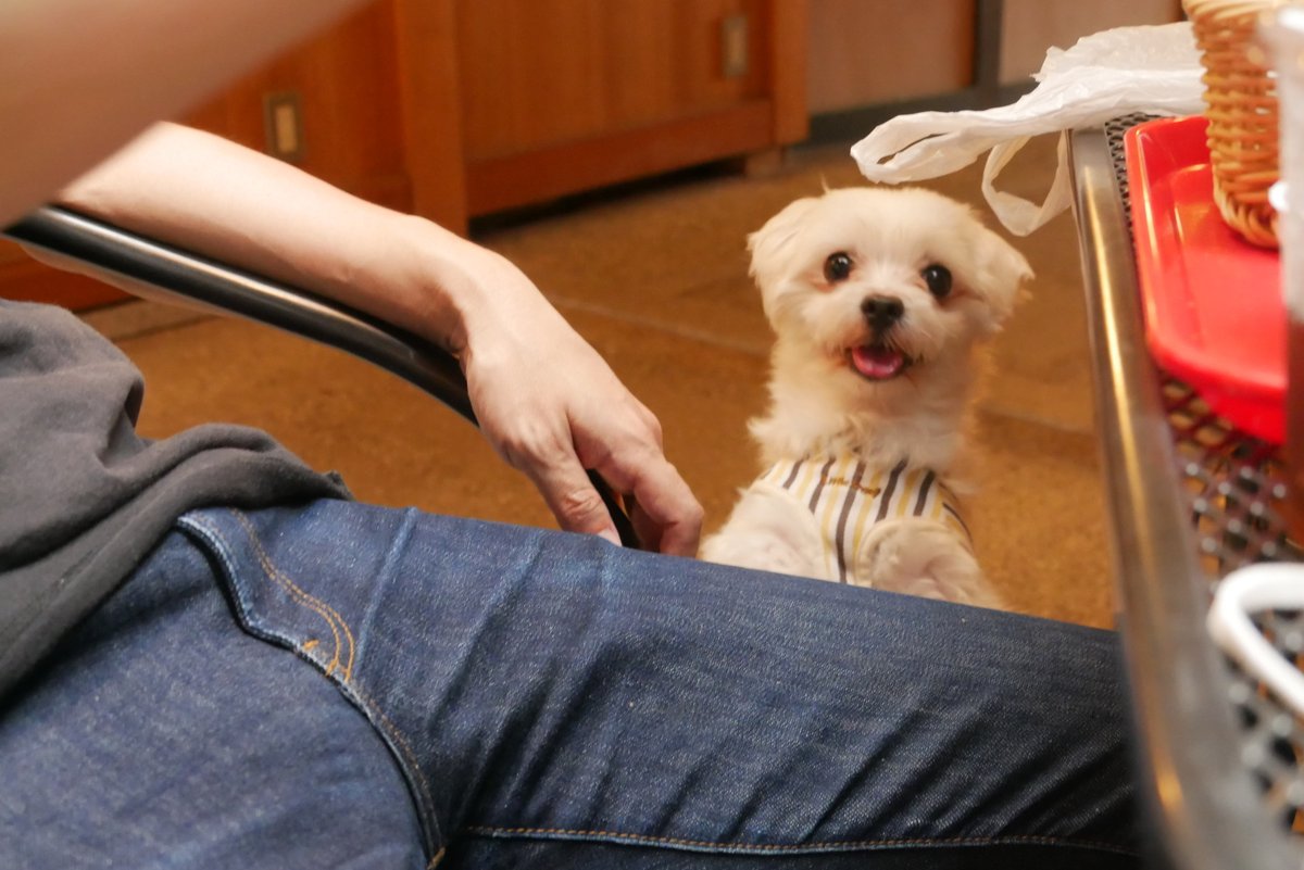 kanaripage's tweet photo. 犬は良き友であり、心の拠り所です。本当に存在には感謝しかない。 https://t.co/2j6xy8zrmg