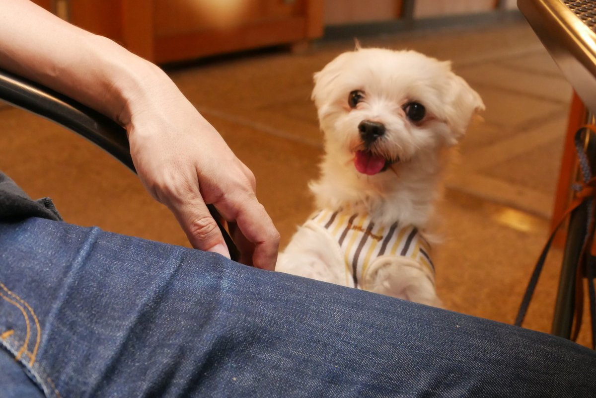 kanaripage's tweet photo. 犬は良き友であり、心の拠り所です。本当に存在には感謝しかない。 https://t.co/2j6xy8zrmg