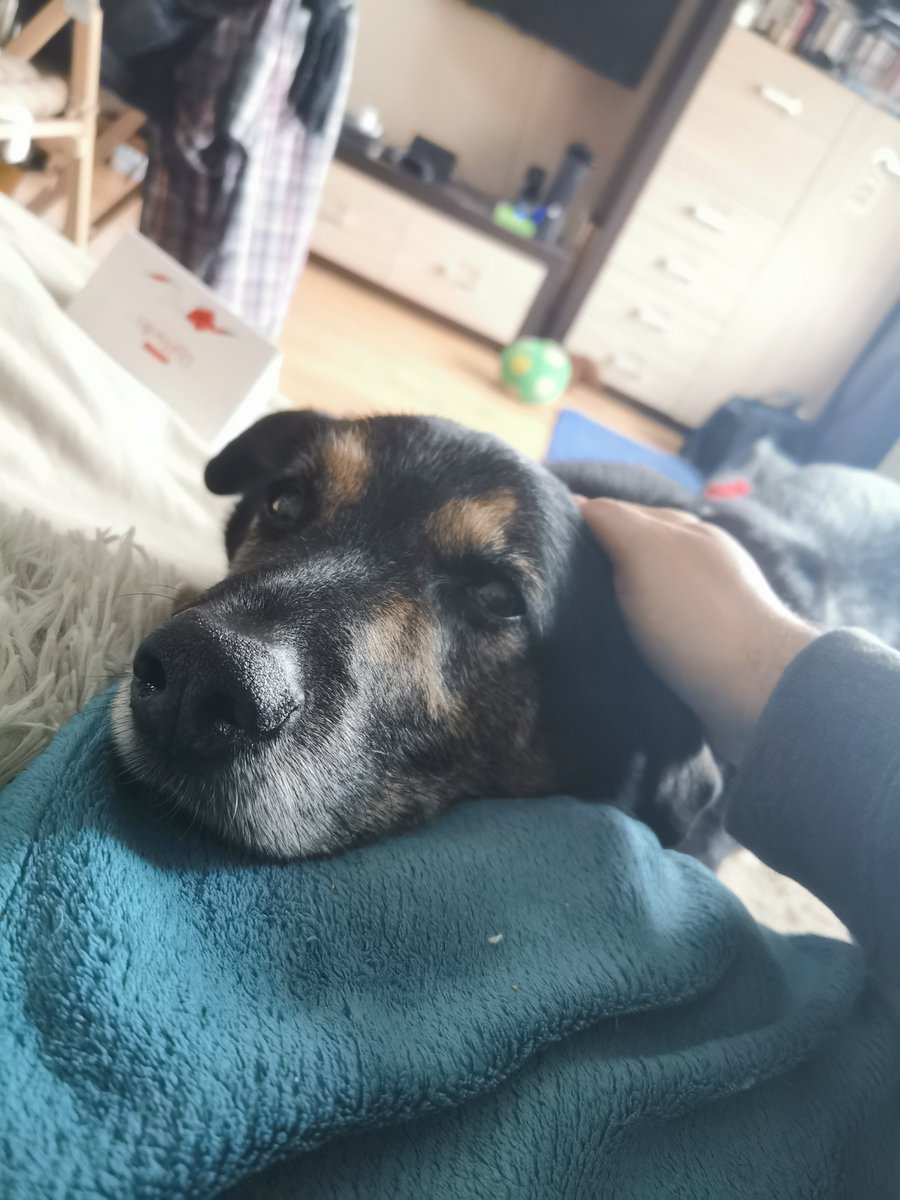 KrisNephilim's tweet photo. Learning that my fluffer has been suffering from either neurological issue originating from his spine or joint pain, isn't the best news but at least I know where to direct treatment... #olderdogs https://t.co/wA7ggFscSr