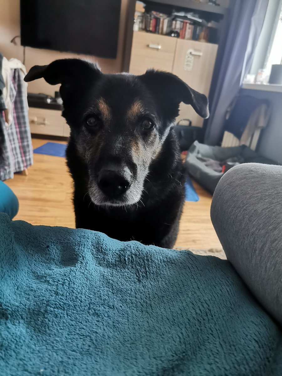 KrisNephilim's tweet photo. Learning that my fluffer has been suffering from either neurological issue originating from his spine or joint pain, isn't the best news but at least I know where to direct treatment... #olderdogs https://t.co/wA7ggFscSr