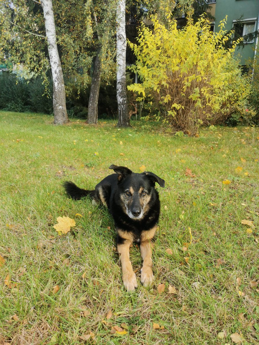KrisNephilim's tweet photo. Learning that my fluffer has been suffering from either neurological issue originating from his spine or joint pain, isn't the best news but at least I know where to direct treatment... #olderdogs https://t.co/wA7ggFscSr