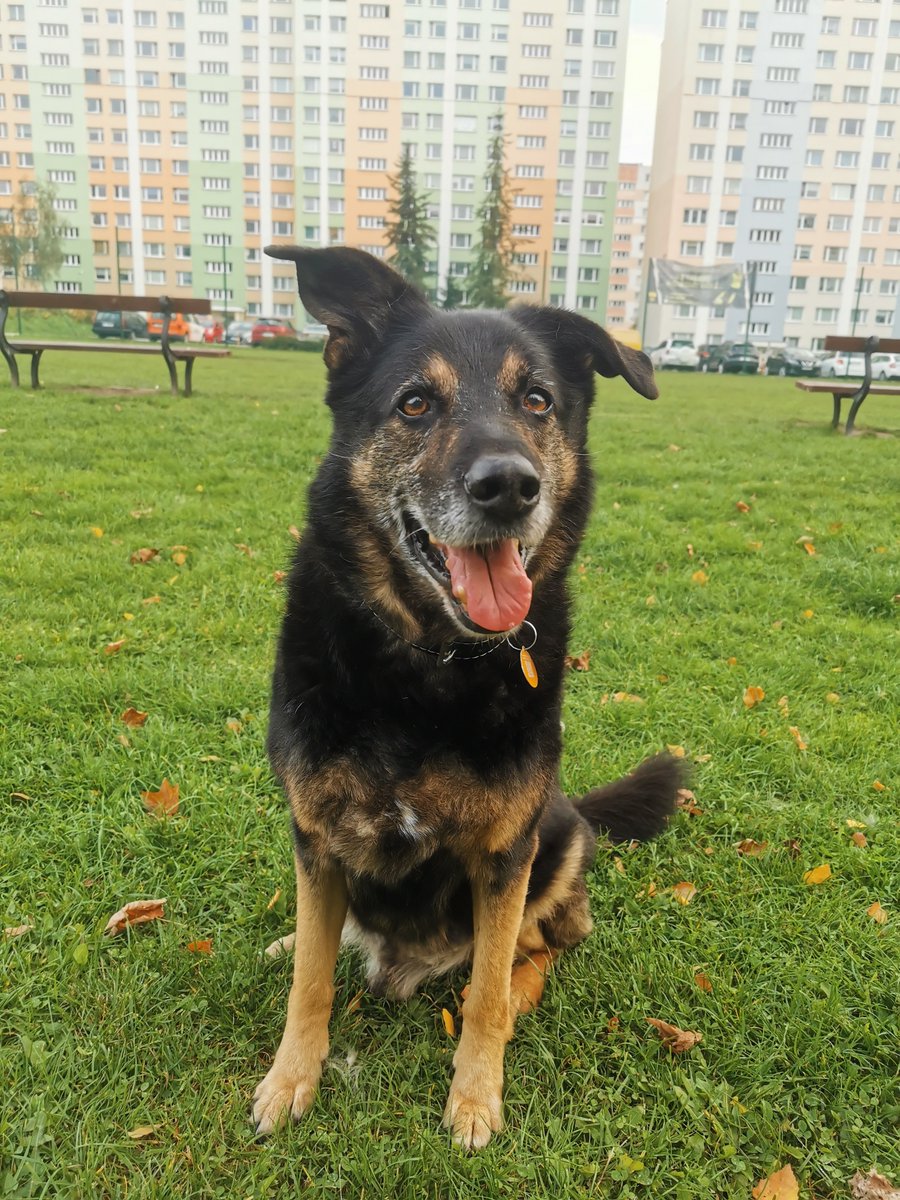 KrisNephilim's tweet photo. Learning that my fluffer has been suffering from either neurological issue originating from his spine or joint pain, isn't the best news but at least I know where to direct treatment... #olderdogs https://t.co/wA7ggFscSr