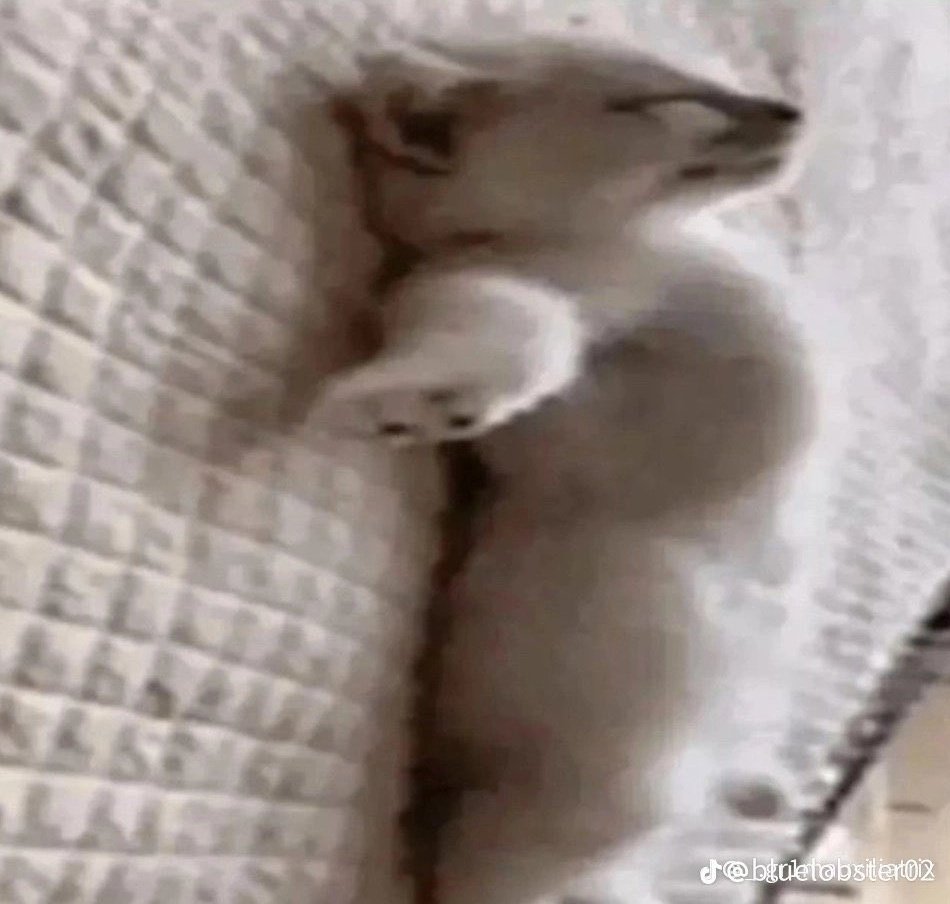 honeybun :3 tweet media