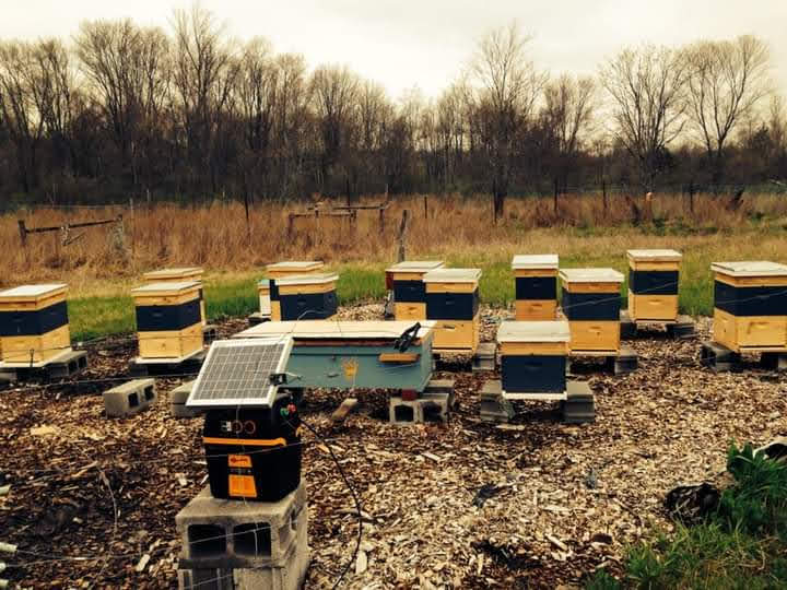 #theapirary #honeybees #littlesoldiers #beecharmer #beeks #smallcellbees #apitherapy 

queenbeesfarmacy.com