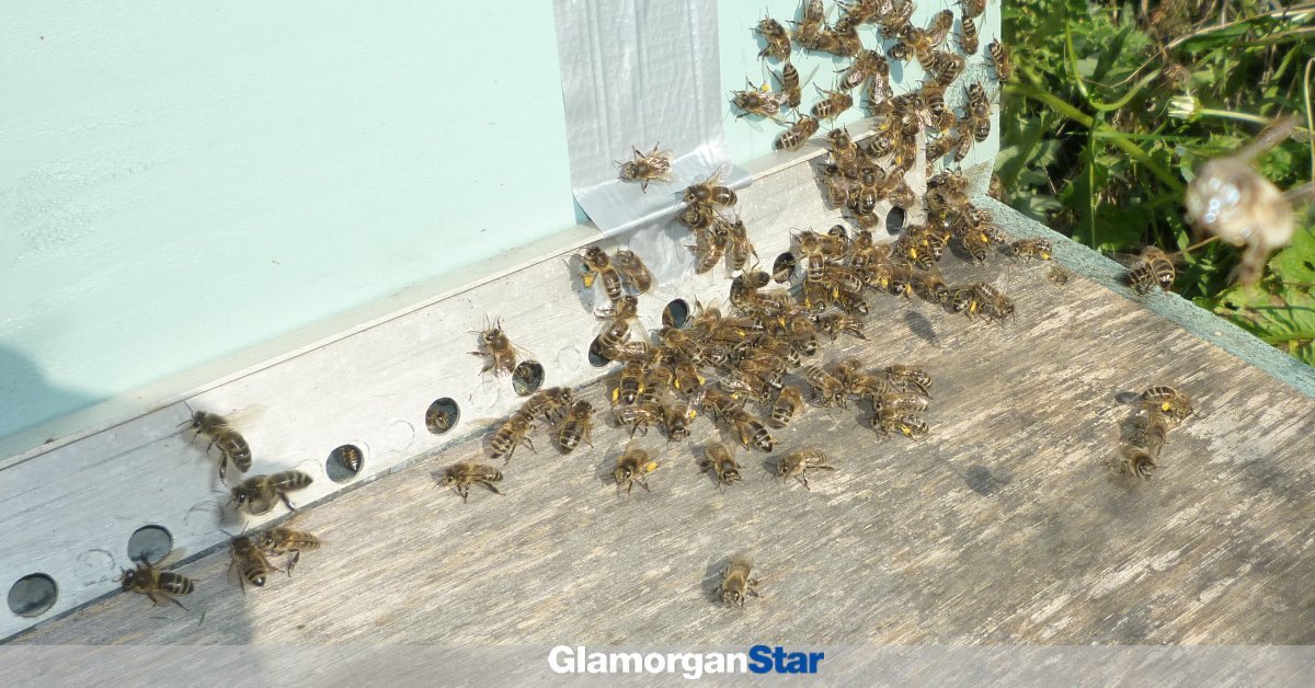 GlamorganStar's tweet photo. How marauding mice can be a menace - news from the Fonmon Apiary. More via link:
https://t.co/J1CoudxmbZ
#Apiary #Bees #Fonmon https://t.co/xnlsUXfEF6