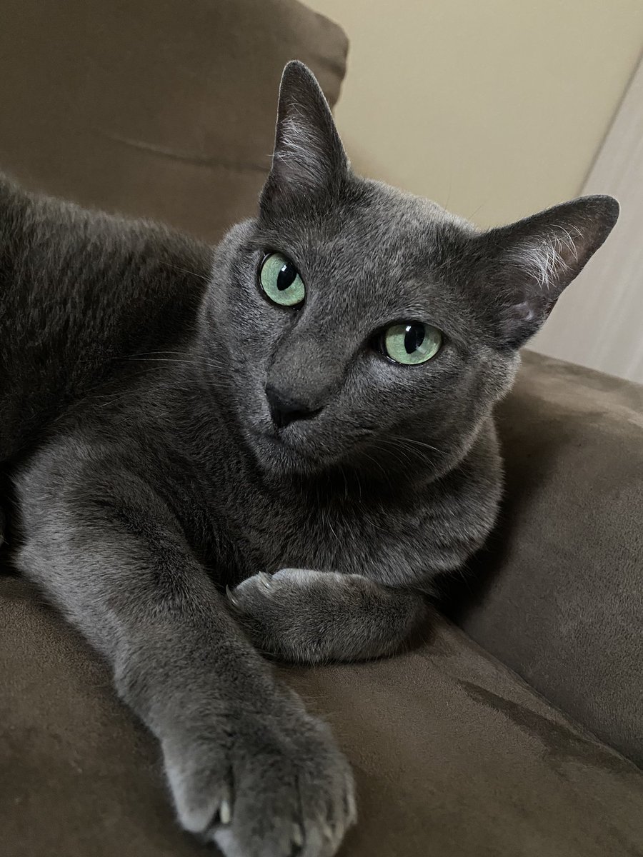 wtftaata's tweet photo. Loki passando pra dar um oi https://t.co/UKehy4dWfX