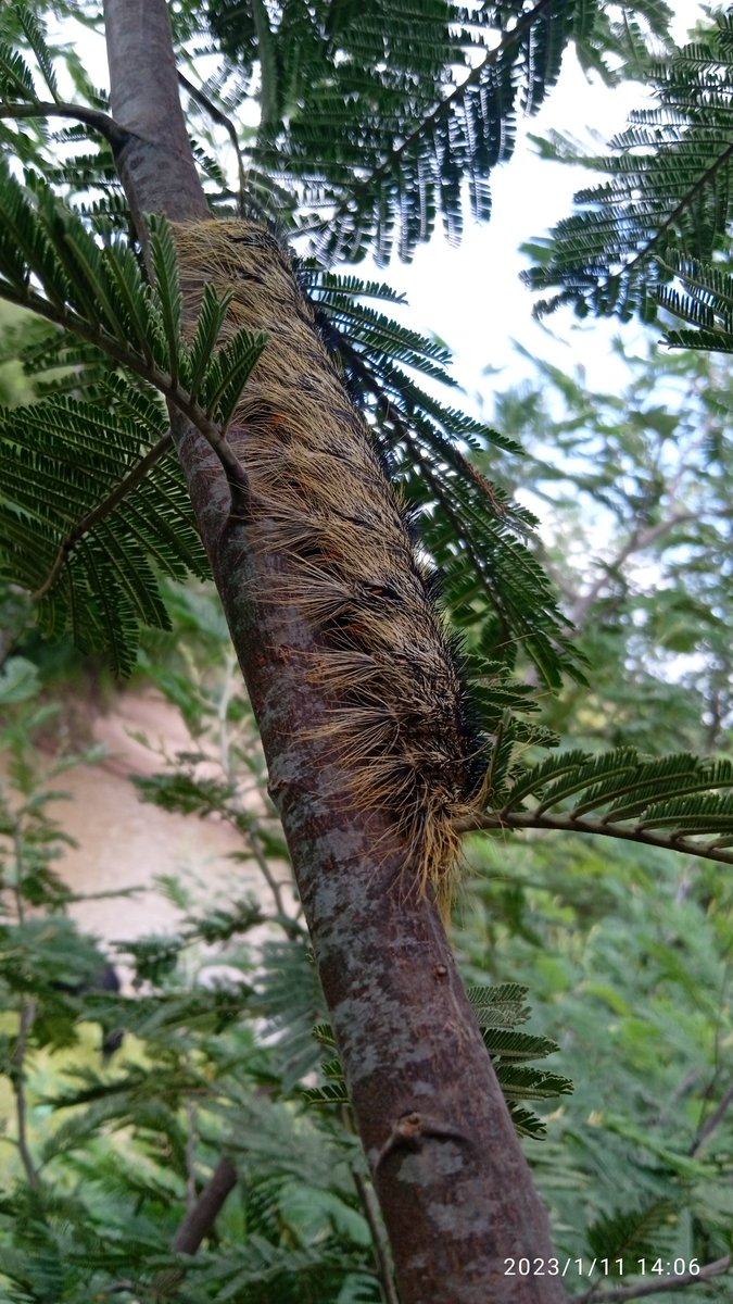 MonongoahaPelei's tweet photo. Please be careful while strolling near wattle tree species ,there is " Thithiboea and a worm 🐛 like thing.
Research has commenced on the effect of its hair to the human body. https://t.co/uBGm525fHu