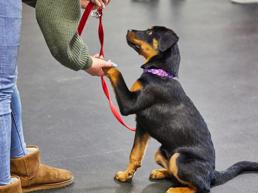 Dogs Trust's Canine Behaviour & Research Teams 💛 (@dtscholars) on Twitter photo 💡 Evidence from a <a href="/GenerationPup/">Generation Pup</a> study suggests that dog owners should be encouraged to attend training classes, as those who did were more likely to use reward only training approaches without the inclusion of aversive methods 🐕 Full study 👇tinyurl.com/fu8e8aav #NTYDM2023 💡 Evidence from a <a href="/GenerationPup/">Generation Pup</a> study suggests that dog owners should be encouraged to attend training classes, as those who did were more likely to use reward only training approaches without the inclusion of aversive methods 🐕 Full study 👇tinyurl.com/fu8e8aav #NTYDM2023