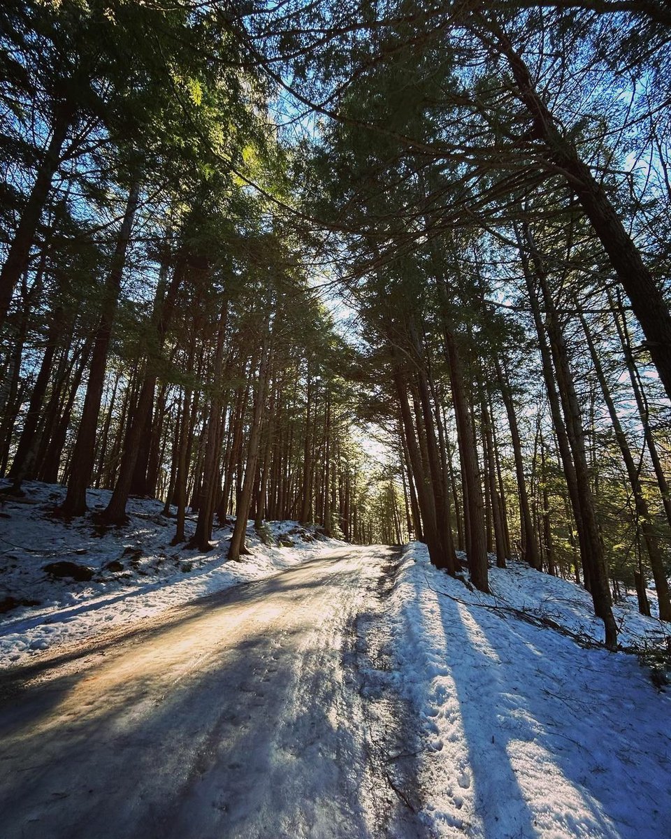 kawarthaNOW's tweet photo. Good Wednesday morning our #kawarthapeeps from Lezley Woodhams Photography in Norland. A beautiful forest. Follow the photographer on Instagram at https://t.co/UveRTG8dGo and at https://t.co/PKYahztGKJ
#norland #coboconk #cityofkawarthalakes #kawarthalakes https://t.co/GcAt779H4l