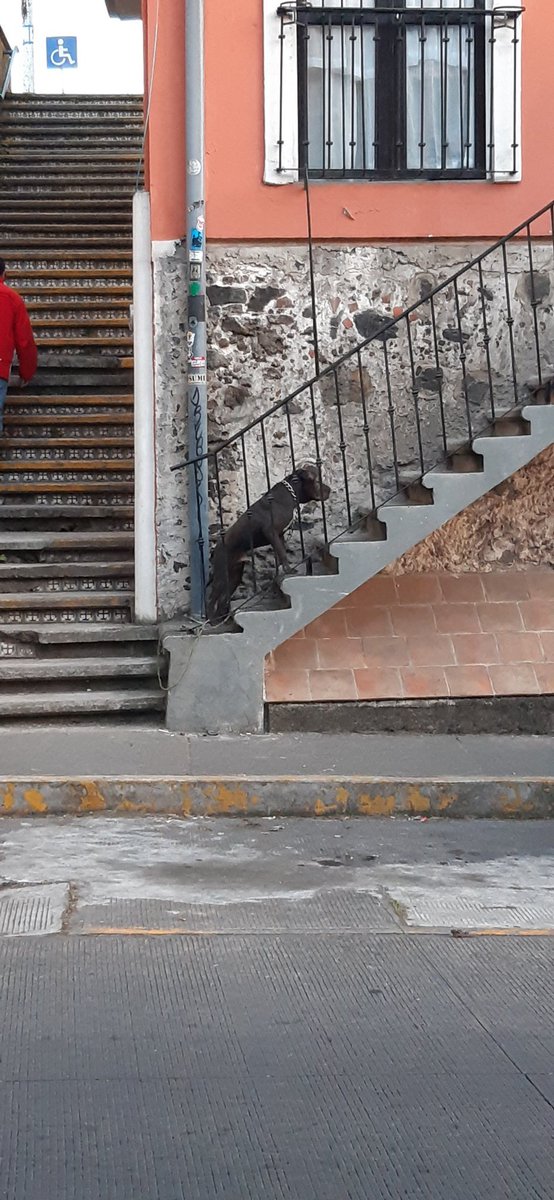 Xalapa - Lo abandonaron, lleva 3 horas inquieto... Al parecer es agresivo... Si no puedes o no tienes, no adquieras mascotas... Tú que lo dejaste, todo regresa tarde que temprano...
