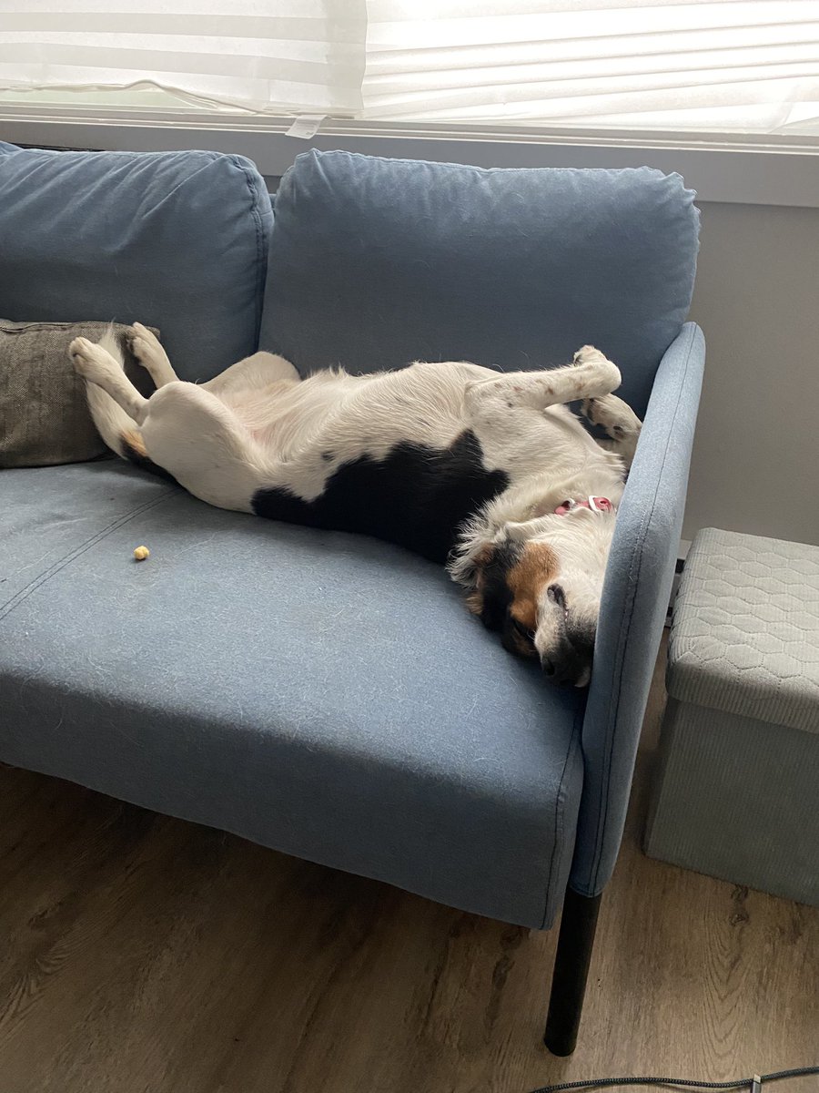 The #beagle may be configured in a wide variety of arrangements with no adverse effect. #beaglefacts 

📷 <a href="/priyankagonemad/">Priyanka</a> / Twitter