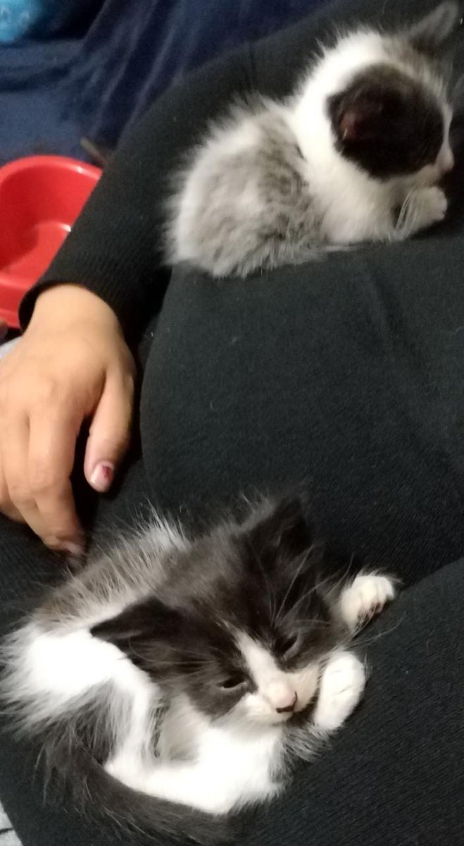 AmandyMacedo's tweet photo. #amigostar
Se sigue tratando de ayudar a los gatitos de las calles wow son demasiados ,gracias a cada uno de ustedes que me escriben para las donaciones de comida así podemos seguir con nuestra labor de ayuda social no al maltrato animal https://t.co/cSnQPXLMD7
