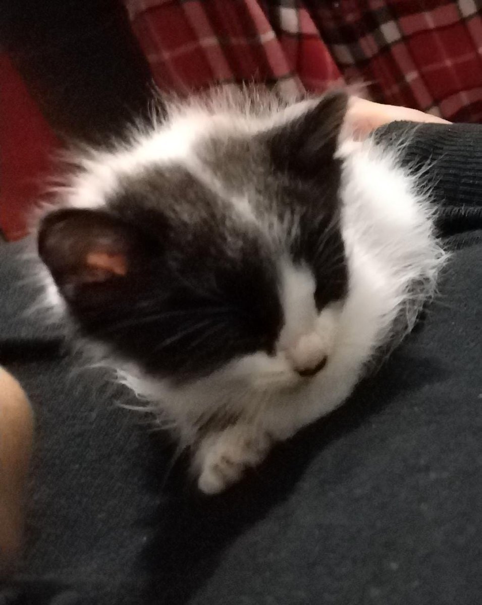 AmandyMacedo's tweet photo. #amigostar
Se sigue tratando de ayudar a los gatitos de las calles wow son demasiados ,gracias a cada uno de ustedes que me escriben para las donaciones de comida así podemos seguir con nuestra labor de ayuda social no al maltrato animal https://t.co/cSnQPXLMD7