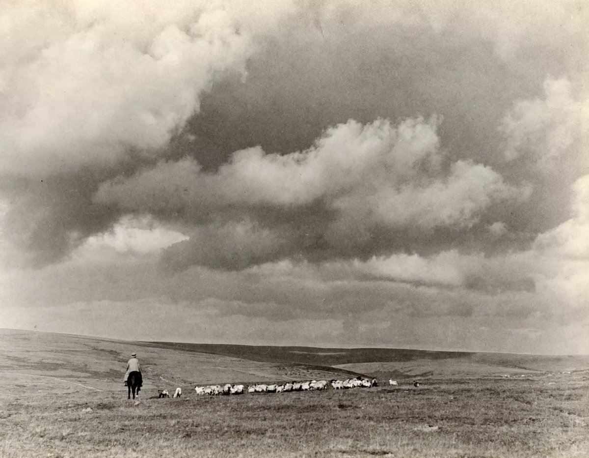 #ThisLandIsOurLand
Rounding Up The Sheep
#Dartmoor 
1930