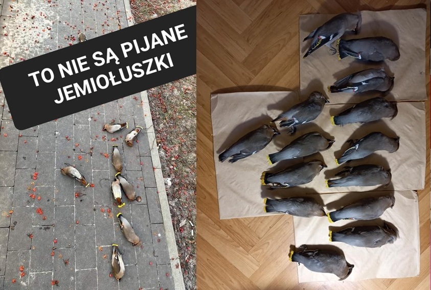 RobertMaslak's tweet photo. Aktualizacja. "Pijane" jemiołuszki to ofiary zderzenia ze szklaną wiatą przystankową w Czernihowie (Ukraina) 3 dni temu. Są świadkowie. Część ptaków przydeptali niechcący przechodnie. W tym czasie podobne sytuacje były w 2 innych punktach miasta, tam ptaki po zderzeniu zamarzły. https://t.co/k5qjAhQNKt