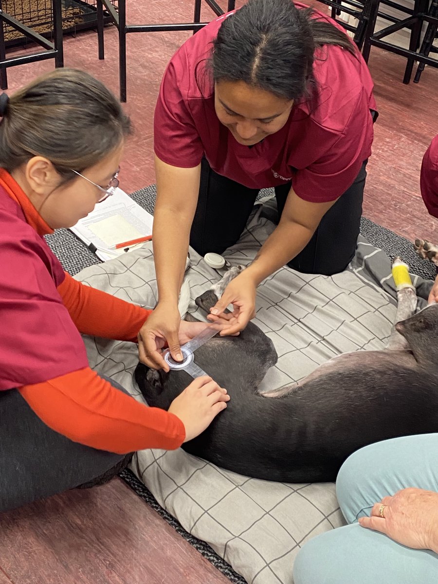 University of Liverpool Veterinary Physiotherapy tweet media