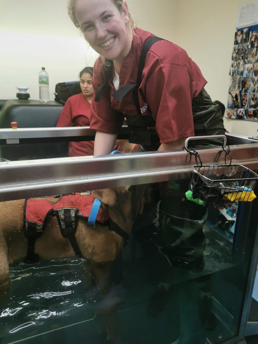 University of Liverpool Veterinary Physiotherapy tweet media