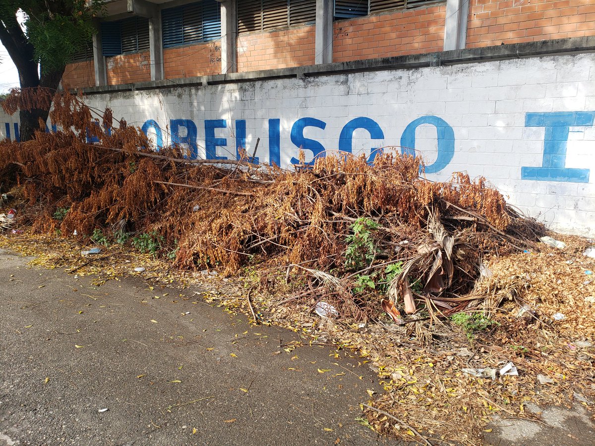 rubenmorales0's tweet image. #11E|Ahora los vecinos dicen que toca esperar que la excelsa patrona Divina Pastora realize  el milagro de que el alcalde @LuisJonasReyes se digne de ordenarle a sus ineficientes gerentes de Imaubar &amp;amp; Fospuca eliminar este bosque de restos vegetales llamado por ellos peqño Darien