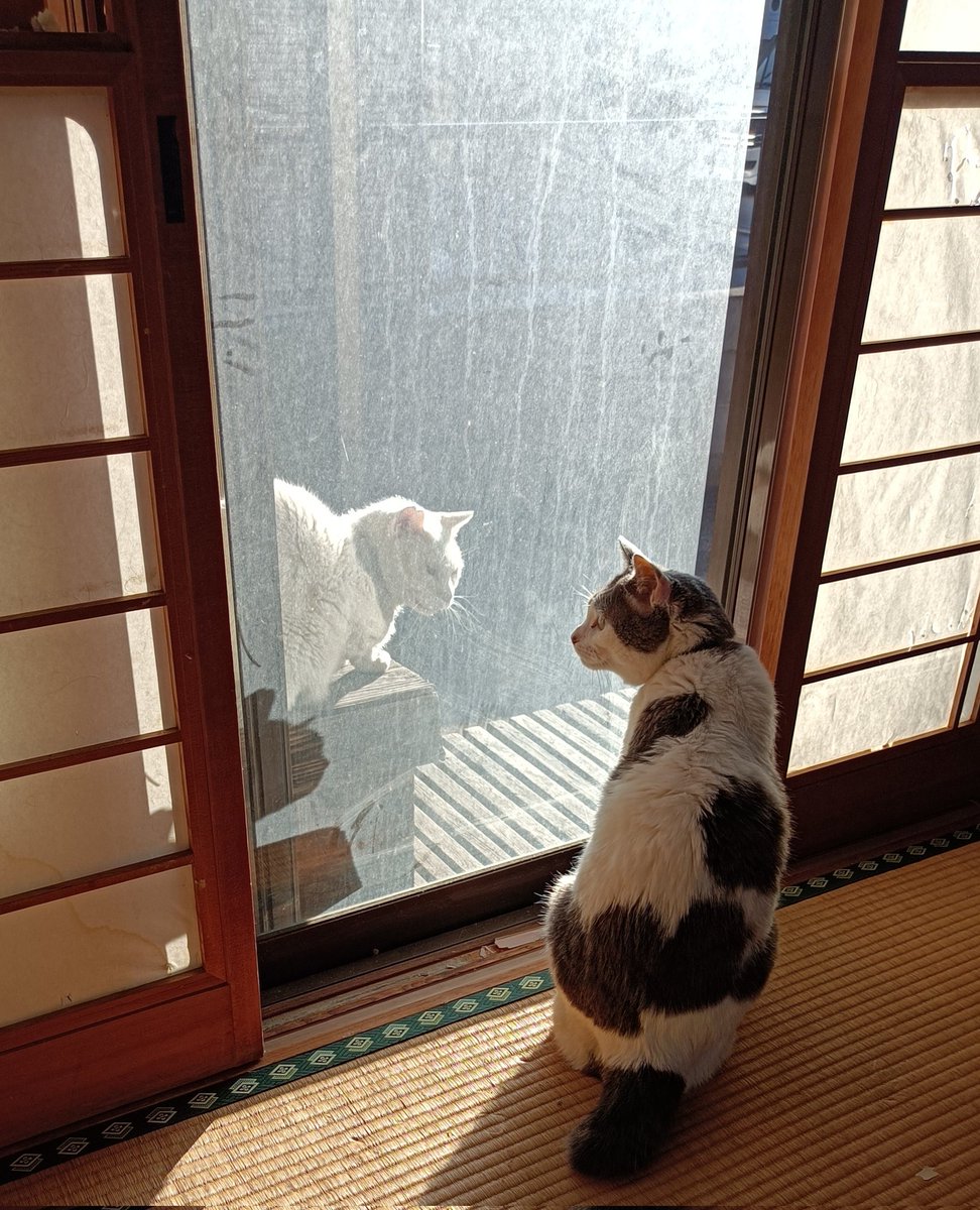 kaymick0526's tweet photo. 窓ガラス越しに野良とにらみ合う小心のニャン太。 https://t.co/37MLGk21hm