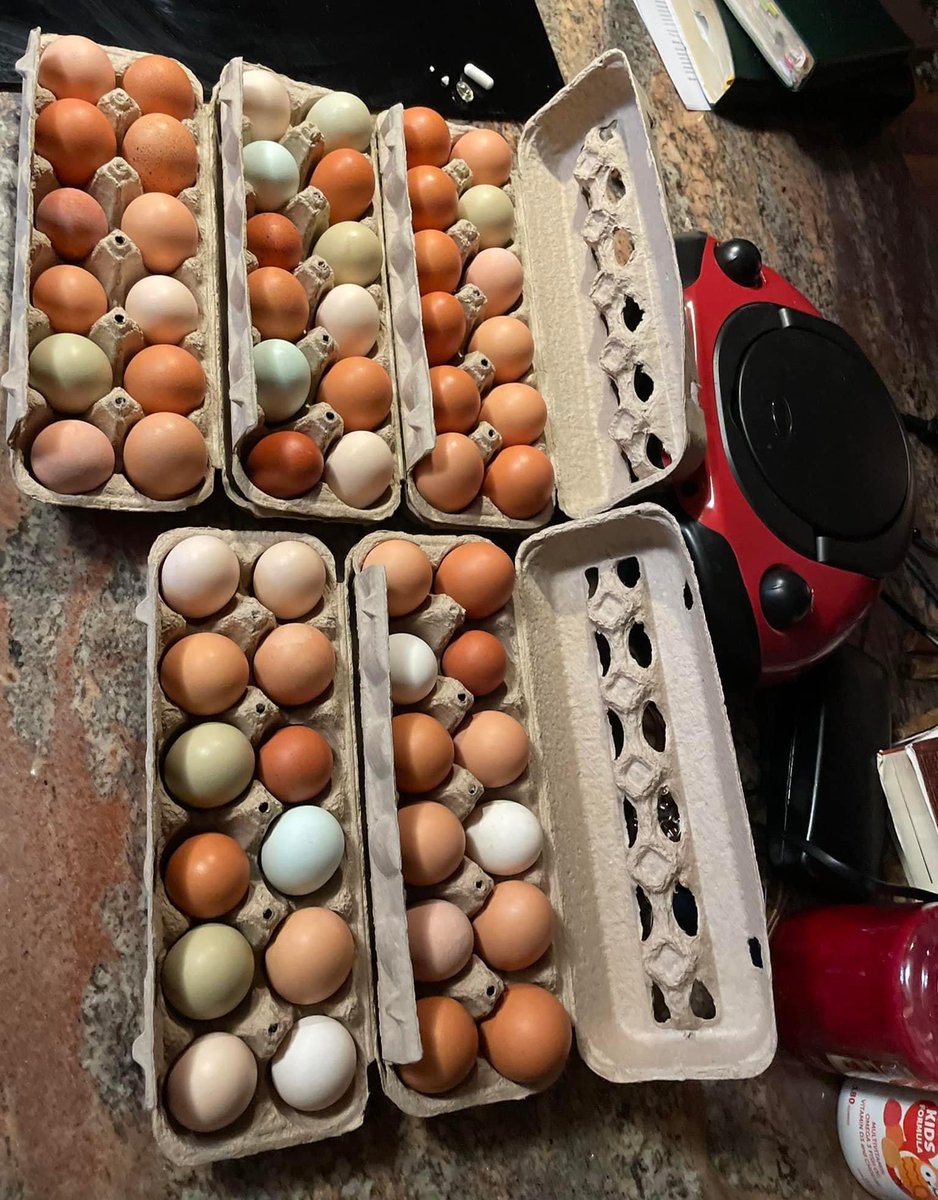Good morning! 🐓🥚 #FarmLife #freerangeeggs #freerangechicken #eggs #chickens