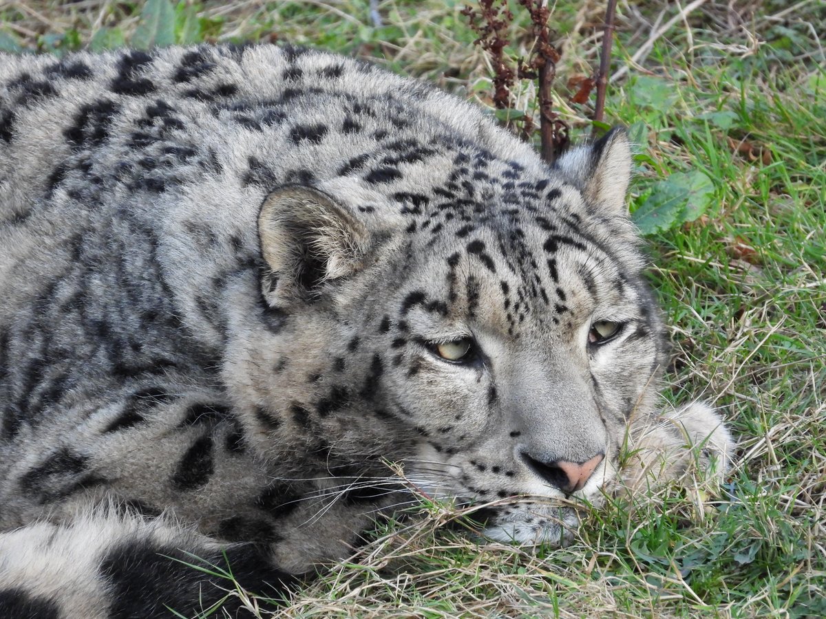 WelshMountainZo's tweet photo. Someone's looking sleepy this afternoon! ๐พ
Has anyone got any great plans for the weekend? โบ๏ธ Let us know if you're visiting us in the comments below ๐
#SleepySumbe #OurCats #WeekendPlans #SupportConservation #WelshMountainZoo #NationalZooOfWales https://t.co/twjw7EjlFl