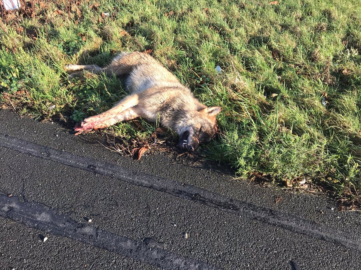 Wolf dodelijk aangereden op de A2 bij Beesd, <a href="/provgelderland/">Provincie Gelderland</a> Lees hier meer: 👉 bij12.nl/nieuws/dode-wo…