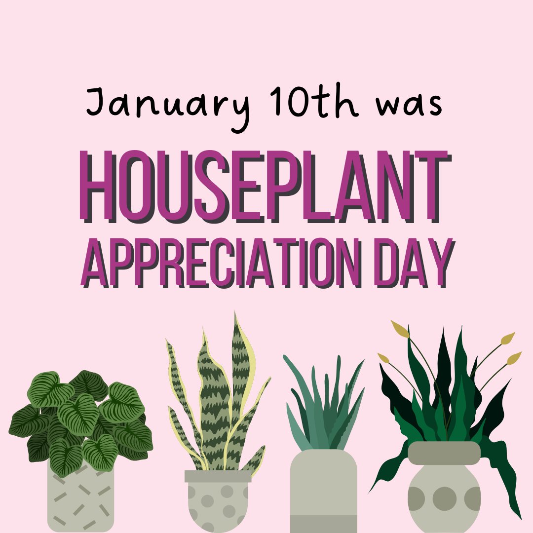 Alcohol__Help's tweet photo. Caring for plants can be an excellent way to connect with yourself and your mental health. Many studies show the benefits of spending time around natural greenery; plus, they’re beautiful to look at and some even clean the air!

#houseplantappreciation #alcoholhelp https://t.co/qP9vJXyI1O