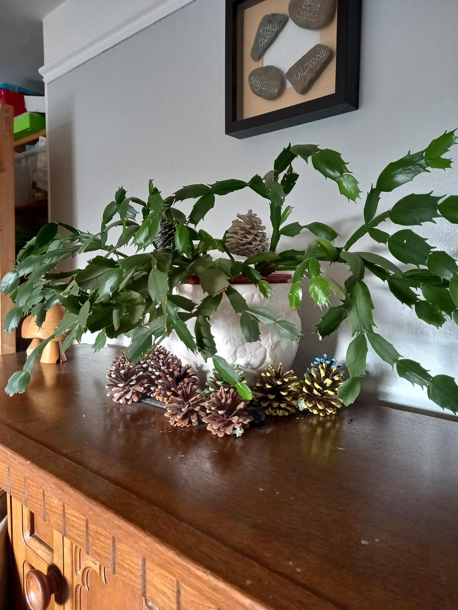 Focus5_BBO's tweet photo. This week is #HousePlantWeekUK. Not only do houseplants make our homes look great, but they also have health benefits that you might not even know about - from improving the air we breathe to helping to lift our moods and lowering stress levels 🪴💚 
#houseplants #sustainability https://t.co/iKkNcfOGz5