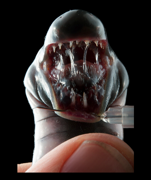 bittelmethis's tweet photo. Sometimes I just sit and stare at this portrait of a caecilian by Alejandro Arteaga (Inst: alejandroarteagath).
Neither worm, nor snake, nor alien xenomorph, caecilians are rarely seen amphibians that spend most of their lives underground. 🤯
More here: https://t.co/xPctoJr8gQ https://t.co/AzTTDK0CHL