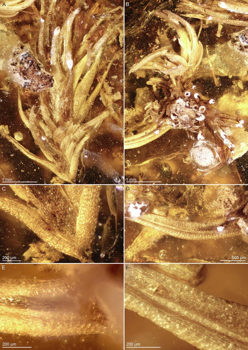 CGoisMarques's tweet photo. Feldberg et al. in press | The extant #moss genus Leucobryum (#Bryopsida: Leucobryaceae) from #Miocene Zhangpu #amber | Palaeoworld: https://t.co/cQDUNJWlUg
#palaeobotany #Cenozoic #bryophytes #fossil #tropical #China https://t.co/XofIxRPSD7