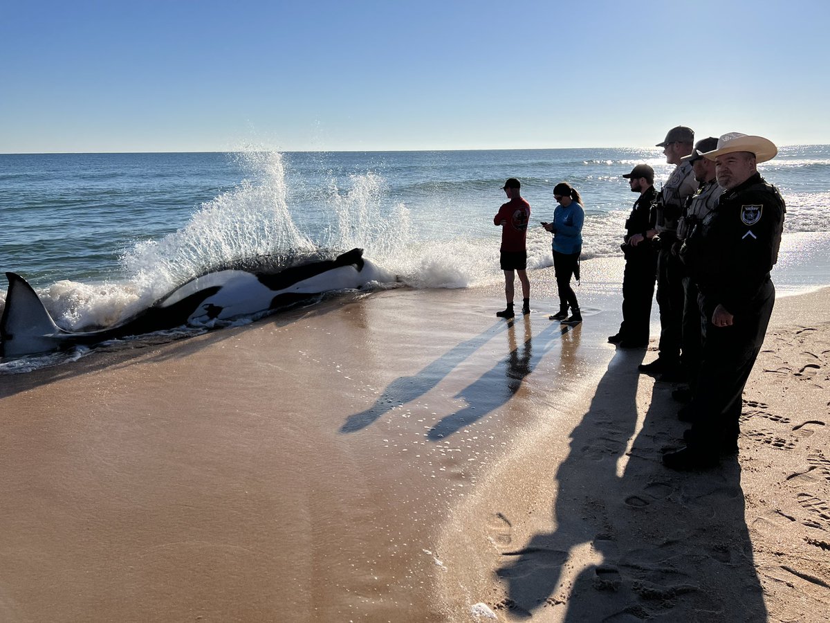 FlaglerSheriff's tweet photo. Deputies are on scene south of Jungle Hut Park in Palm Coast after a 21-foot orca whale beached itself this morning. It has since lost its life. @SeaWorld and @MyFWC are also assisting with its necropsy and removal. Please avoid the area at this time.

#FlaglerCounty #FCSO https://t.co/HcDx0ns225