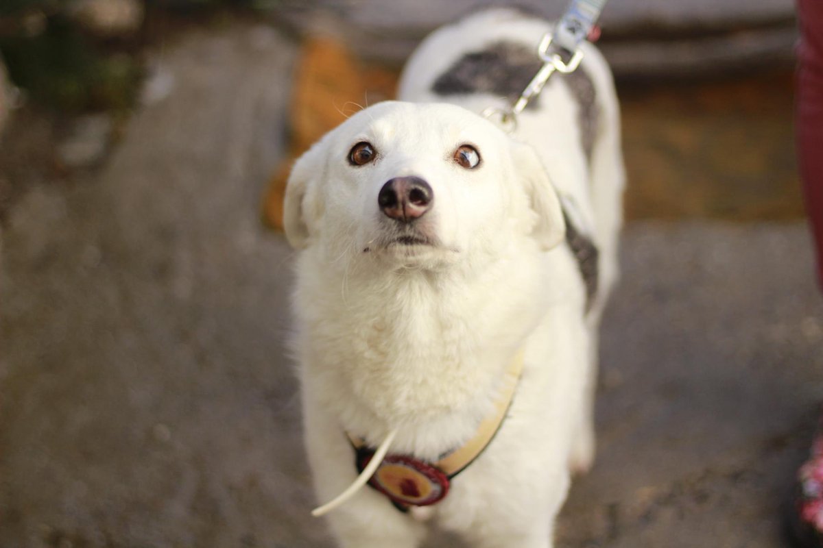 Herz_Streuner's tweet photo. ❄️ unsere Snowflake ist eine ganz fröhliche 2 jährige Hündin 😍 sie wickelt wirklich jeden um die Pfote & wünscht sich ein Zuhause 🥰
#AdoptDontShop #adoptable #adoptme #RescueDog #RescueDogs #foreverhome #Homeless #DogLover #tierschutz #adoption #foradoption #rescueme #doglife https://t.co/QspeL72hAk
