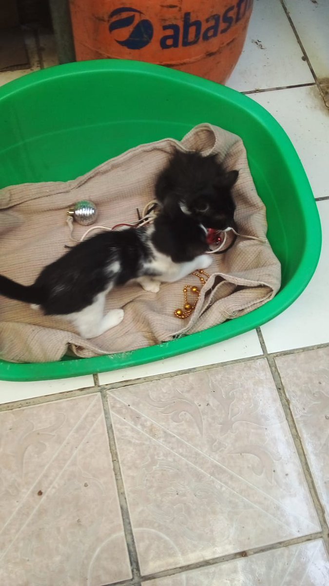 callejeritosDLV's tweet photo. #graciastotales a Sofía por su donación de esta camita, que le sirvió a una vecina de #macul para dos gatitos muy guaguitas que abandonaron, #entretodosnosapoyamos https://t.co/Wy24sMuf7b