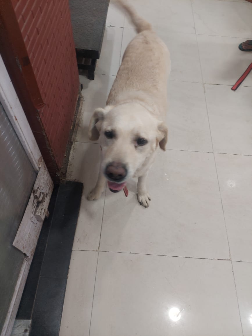 Abhishek Joshi 👨‍💻🐶 tweet media