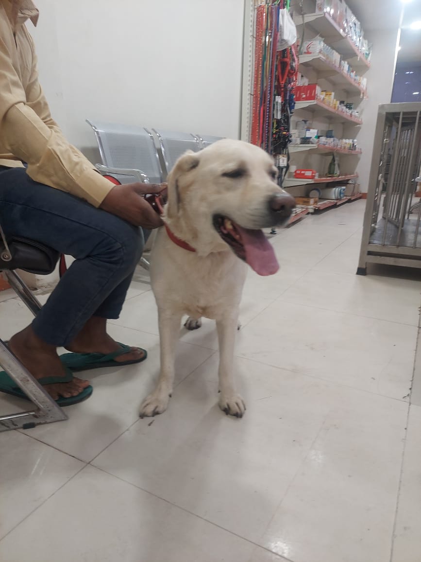 Abhishek Joshi 👨‍💻🐶 tweet media