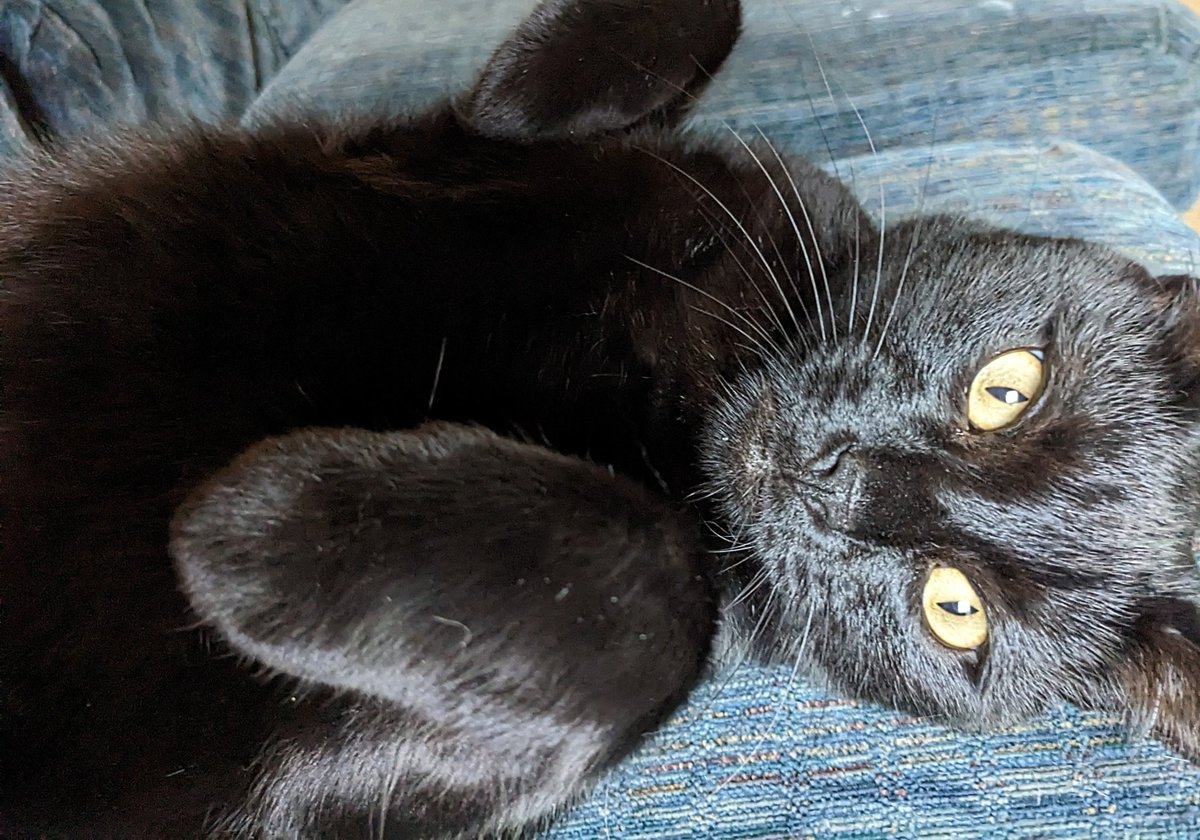 Stacy_bats's tweet photo. Binx says have a good Wednesday! 
#CatsofTwittter #BlackCat https://t.co/7xTWNODziv
