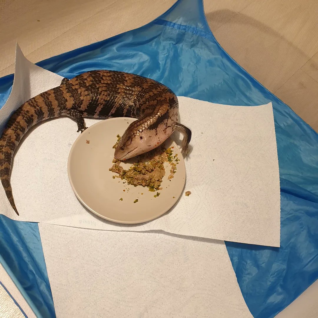 SOUVIEBTS's tweet photo. Golden ratio/
Optimal angle for food/
Or else close enough. 

#reptile #bluetongueskink #haiku #reptiles #petpoetry #poem https://t.co/OW1SS3GyFP