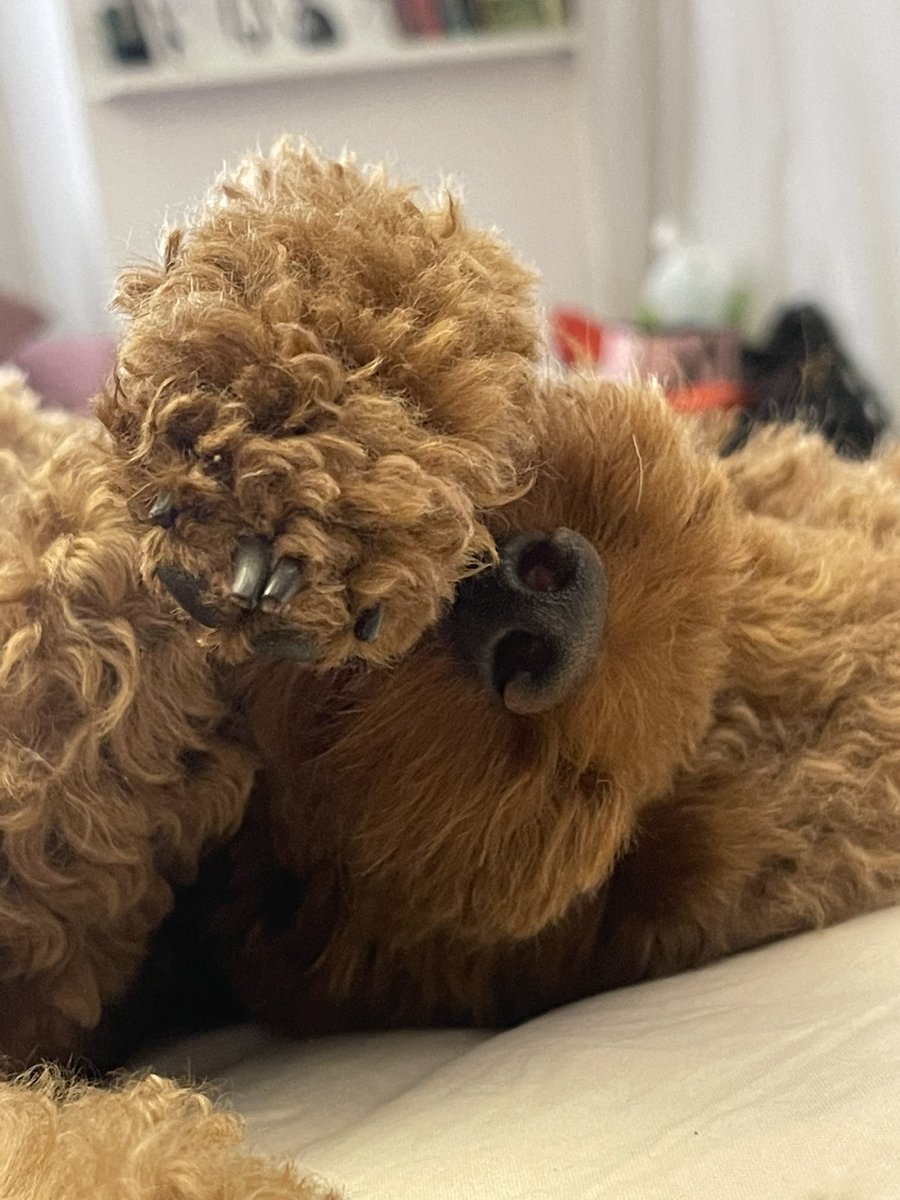 days like this I wish I was my dog