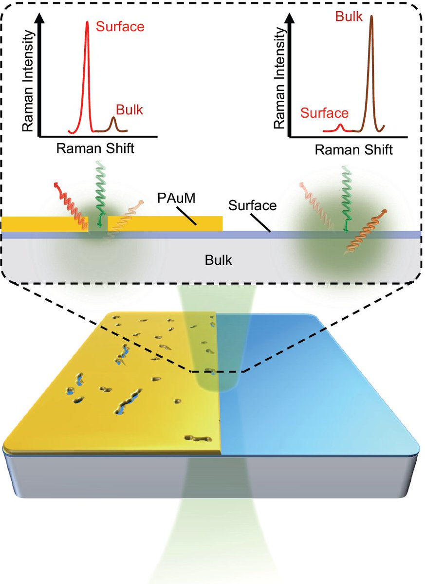 Wolfgang Pauli once said "God made the bulk; #surfaces were invented by the Devil". In our new manuscript on @ArXiv we fight the Devil improving the surface-to-bulk #Raman signal ratio by three orders of magnitude with thin #nanoporous gold membranes arxiv.org/abs/2301.04054
