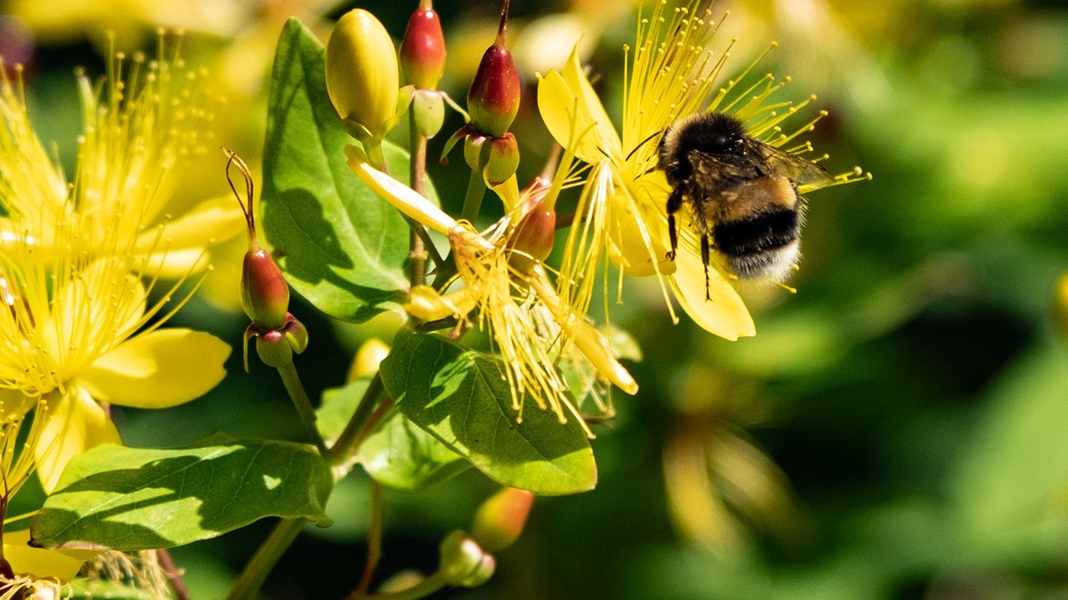 Read our latests highlights featuring <a href="/BeebytesCIC/">Beebytes Analytics CIC</a>, specialists in honeybee genetics and DNA analysis of pollinators, and <a href="/Cytomos/">Cytomos</a> connecting the bioprocessing dots with superior cell analytics
bit.ly/RosLinCOpen #openforbusiness #innovation #science #research #entrepreneurs