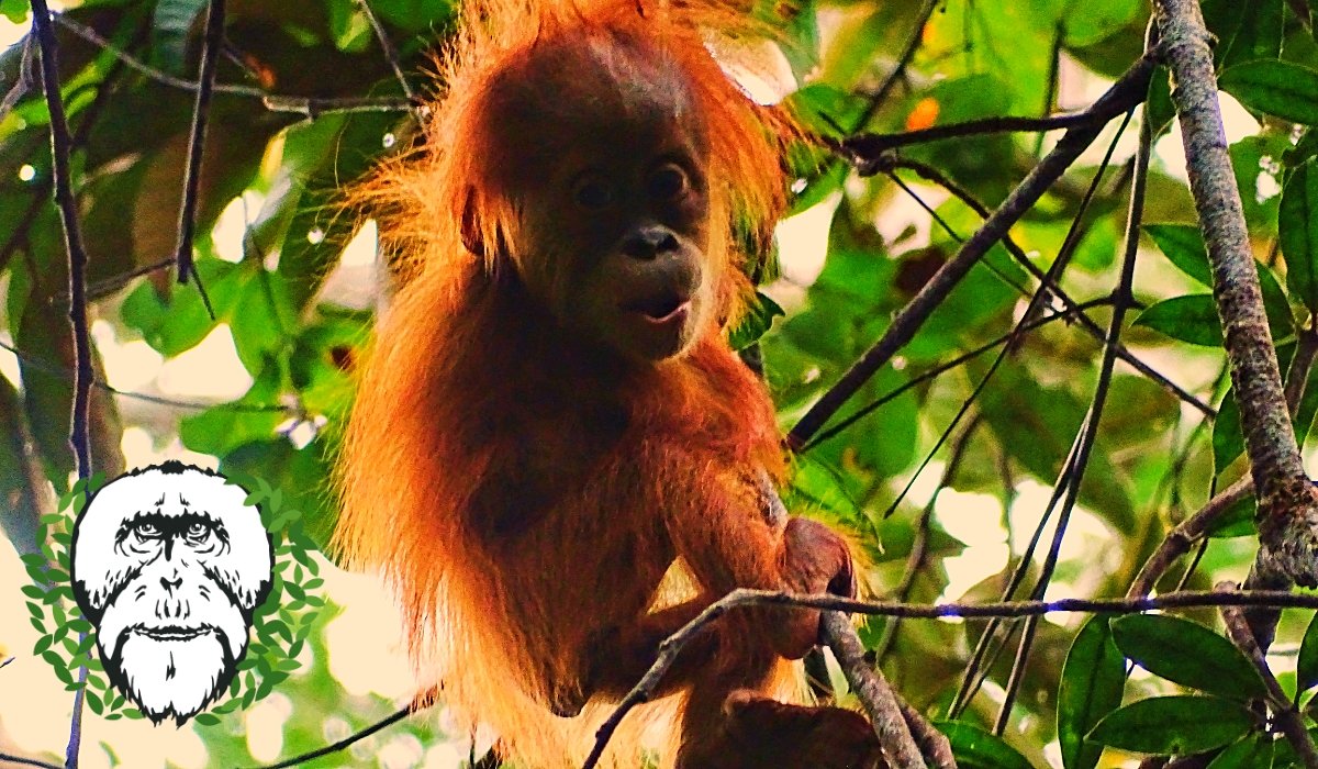 Orangutans of Suaq tweet media